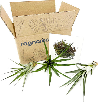 ragnaroc Air Plants - Tillandsia Fasciculata Tricolor, Large 4-6" - 3ct - Live Arrival Guaranteed