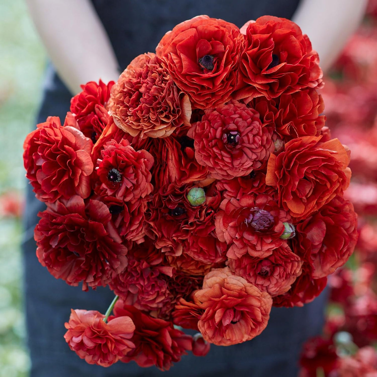 Eden Brothers Ranunculus Bulbs - Chocolate