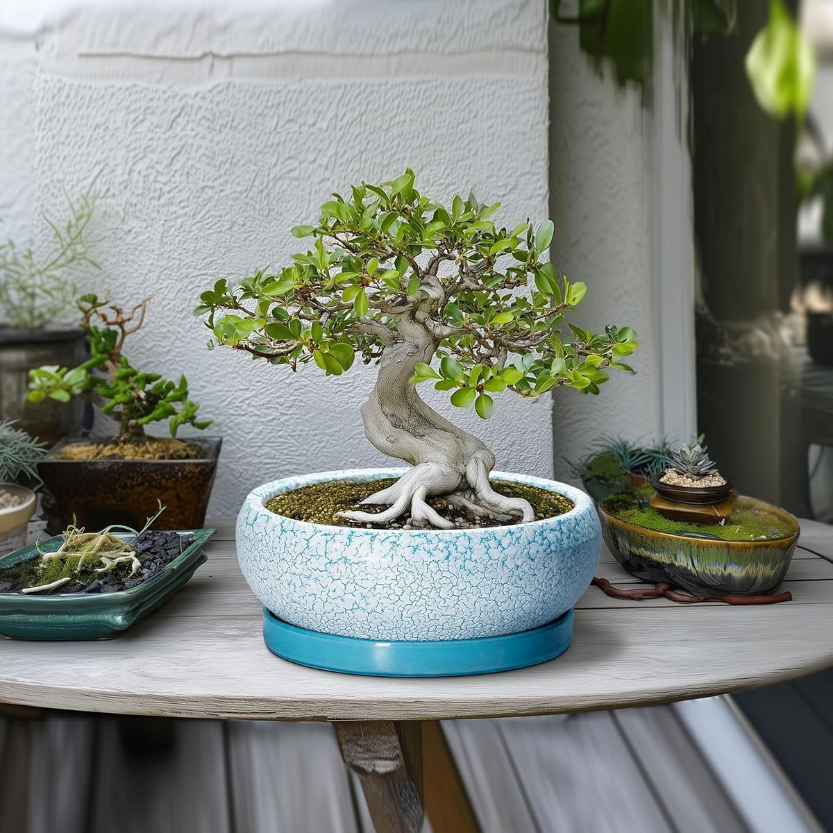 Bonsai Pots 10 Inch - Shallow Ceramic Planters for Indoor Outdoor, Succulent Pots with Drainage
