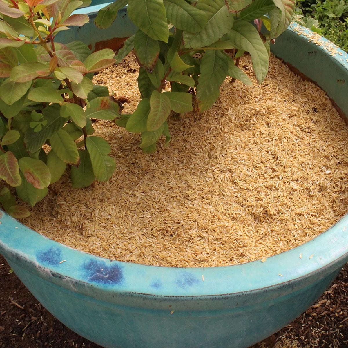 Sustainable Gardening Made Easy: Gardenera Rice Hulls - Harness The Power of Natural Mulch and