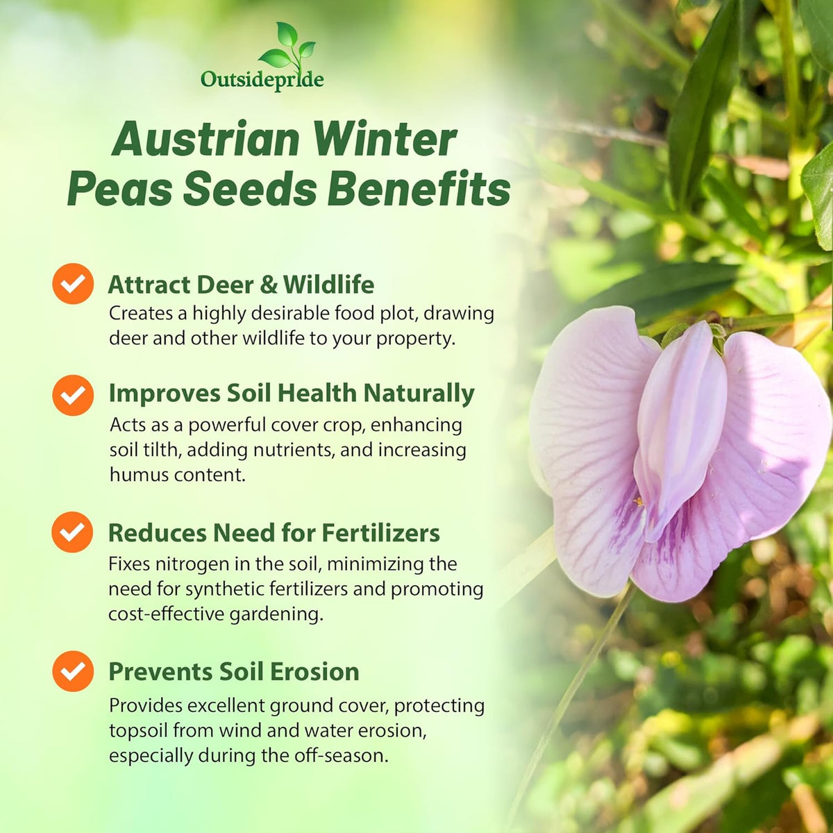 Outsidepride Austrian Winter Peas Seeds for Planting – 10 lbs Bag (Cool-Season Cover Crop