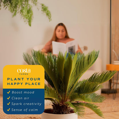 Costa Farms Sago Palm Live Plant | 2-3 Feet Tall | Easy to Grow Live Indoor Houseplant in 10-Inch