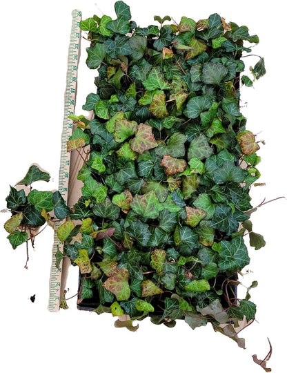 English Ivy Hardy Groundcover/Climbing Vine 50 Plants 2" Pots
