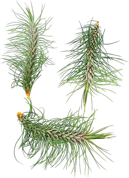 ragnaroc Air Plants - Colombian Tillandsia Funckiana, Large 5" - 3ct - Live Arrival Guaranteed