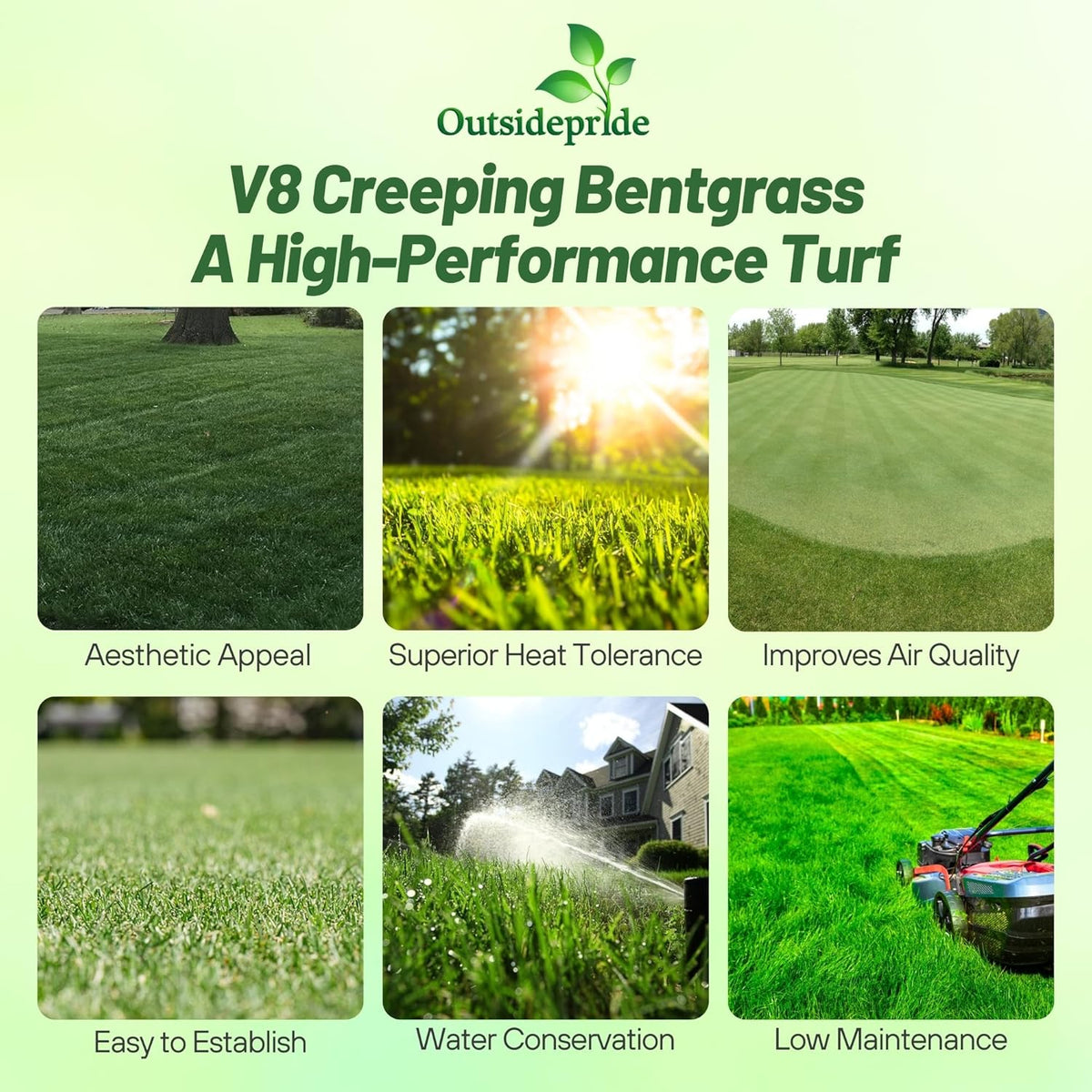 Outsidepride V8 Creeping Bentgrass Seed - 2 lbs. Fine-Bladed, Premium Quality Turf, Grass Seeds for