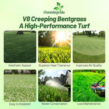 Outsidepride V8 Creeping Bentgrass Seed - 2 lbs. Fine-Bladed, Premium Quality Turf, Grass Seeds for