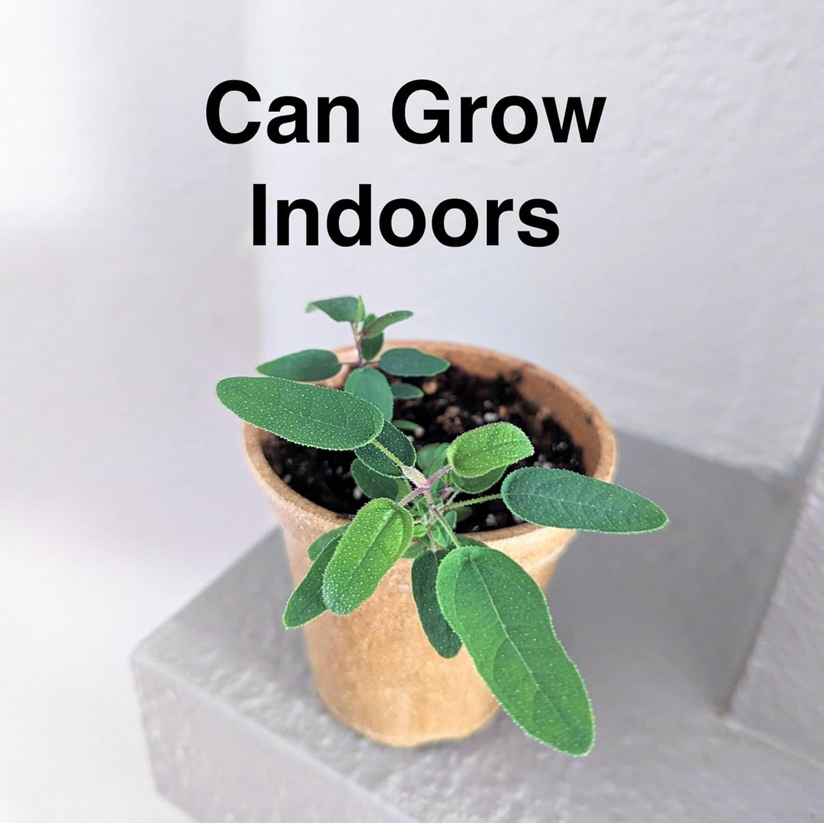 Lemon Eucalyptus (Corymbia citriodora) Live Plant - Fragrant Indoor/Outdoor Plant with Natural