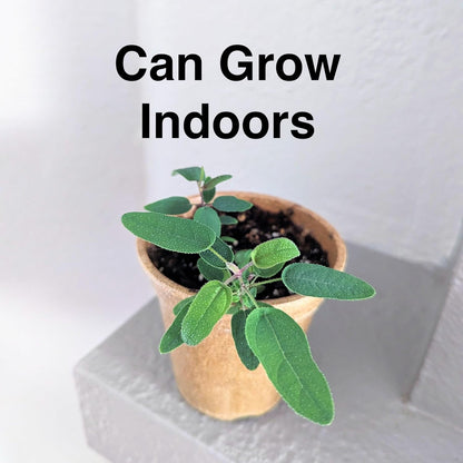 Lemon Eucalyptus (Corymbia citriodora) Live Plant - Fragrant Indoor/Outdoor Plant with Natural