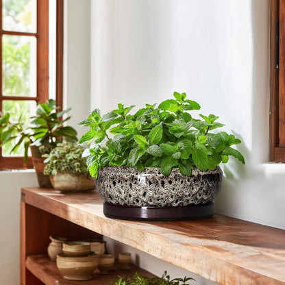 Succulent Pots 10 Inch - Ceramic Bonsai Pots with Drainage Hole and Tray, Large Succulent Planters