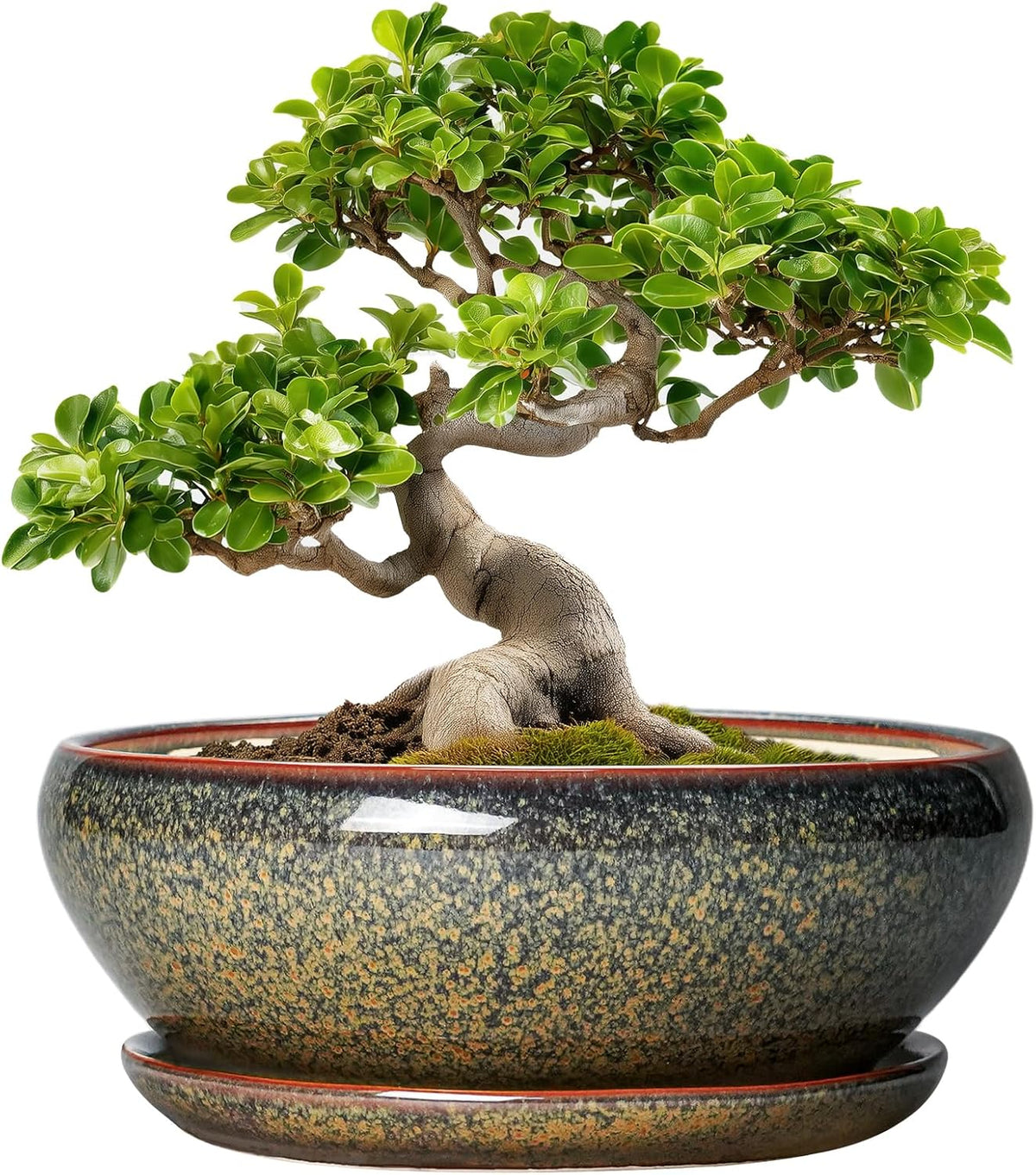 SQOWL Bonsai Planter - 10 Inch Ceramic Succulent Pots, Shallow Plant Pot Indoor with Drainage Hole