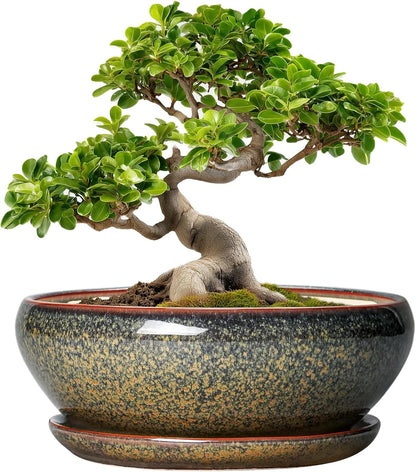 SQOWL Bonsai Planter - 10 Inch Ceramic Succulent Pots, Shallow Plant Pot Indoor with Drainage Hole
