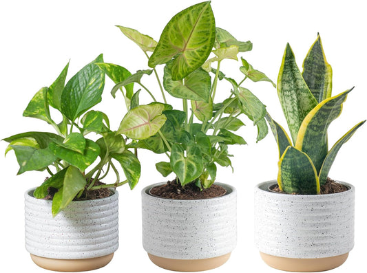 Costa Farms Live Plants (3 Pack), Easy to Grow Real Indoor Houseplants, Air Purifying Plants