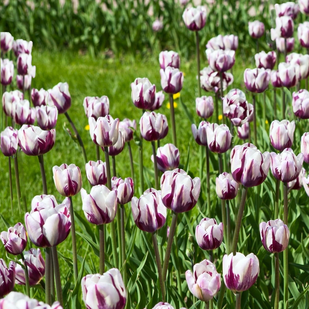 Blueberry Swirl Tulip Flowers - 40 Bulbs and Bonus Gift - Vibrant Purple & White Perennial Blooms |