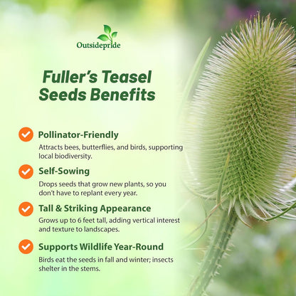 Outsidepride Teasel Seeds - 1000 Pcs. Biennal, Low Maintenance & Drought Tolerant, Flower Seeds for
