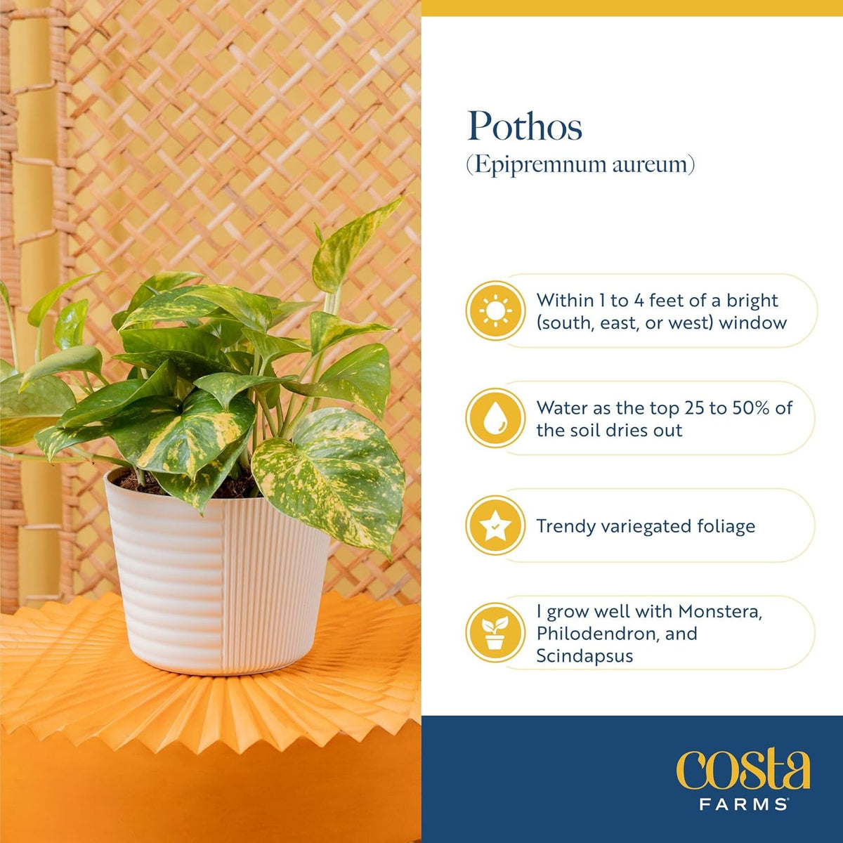Costa Farms Albo Pothos Live Plant | Easy to Grow Trailing or Climbing Vine Houseplant | 1 Foot