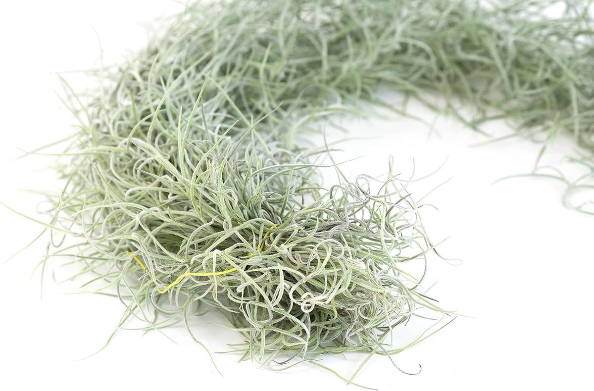 6 Pack Thick Colombian Spanish Moss Live Strands with Wire Hook - Tillandsia Usneiodes - Live
