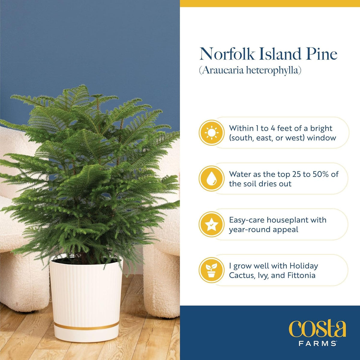 Costa Farms Norfolk Island Pine Live Christmas Tree, House Plant in Decorative Holiday Pot, Easy to