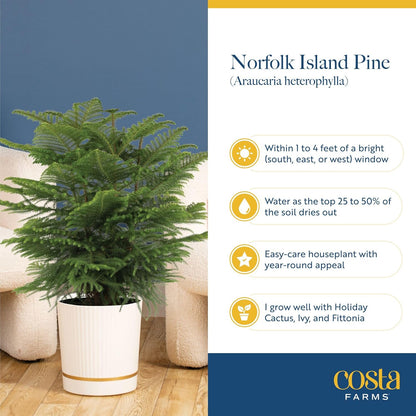 Costa Farms Norfolk Island Pine Live Christmas Tree, House Plant in Decorative Holiday Pot, Easy to