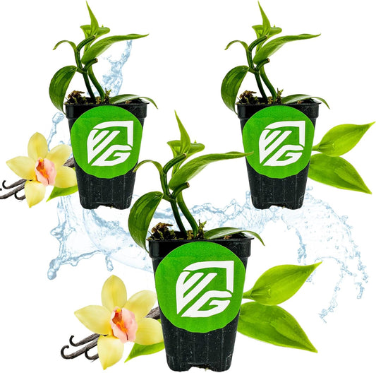 Vanilla Bean Orchid Live Plant (3-Pack) - Vanilla planifolia by Wellspring Gardens - Fragrant