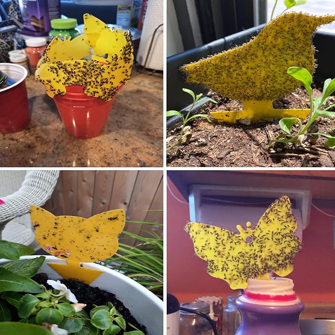 60 Pack Fruit Fly Trap for Indoors, Gnat Traps for House Indoor, Fungus Gnat Killer Sticky Traps