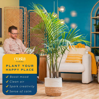 Costa Farms Majesty Palm Live Plant, Indoor and Outdoor Live Palm Tree, Potted in Premium Decor