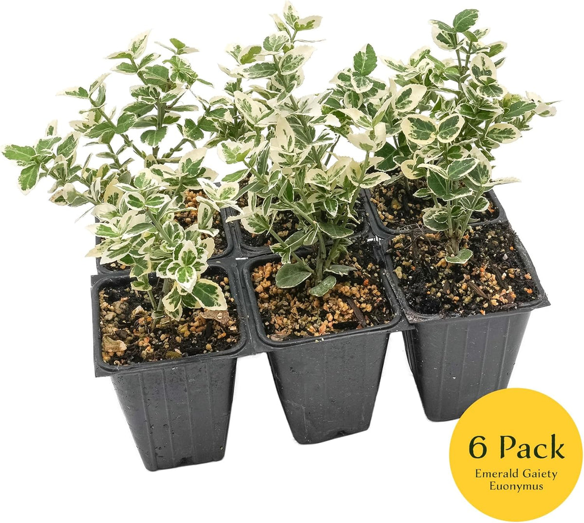 6 Emerald Gaiety Euonymus in 3.5" Nursery Cubes | Euonymus fortunei ‘Emerald Gaiety’ | Live Plants