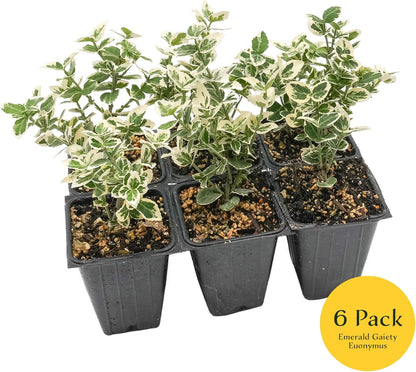 6 Emerald Gaiety Euonymus in 3.5" Nursery Cubes | Euonymus fortunei ‘Emerald Gaiety’ | Live Plants