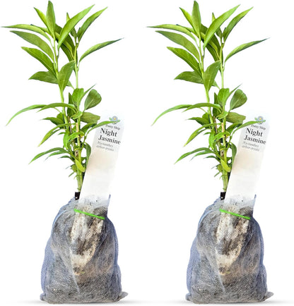Night Blooming Jasmine Live Plant - Cestrum Nocturnum. Fragrant Flowering Shrub for Garden, Patio