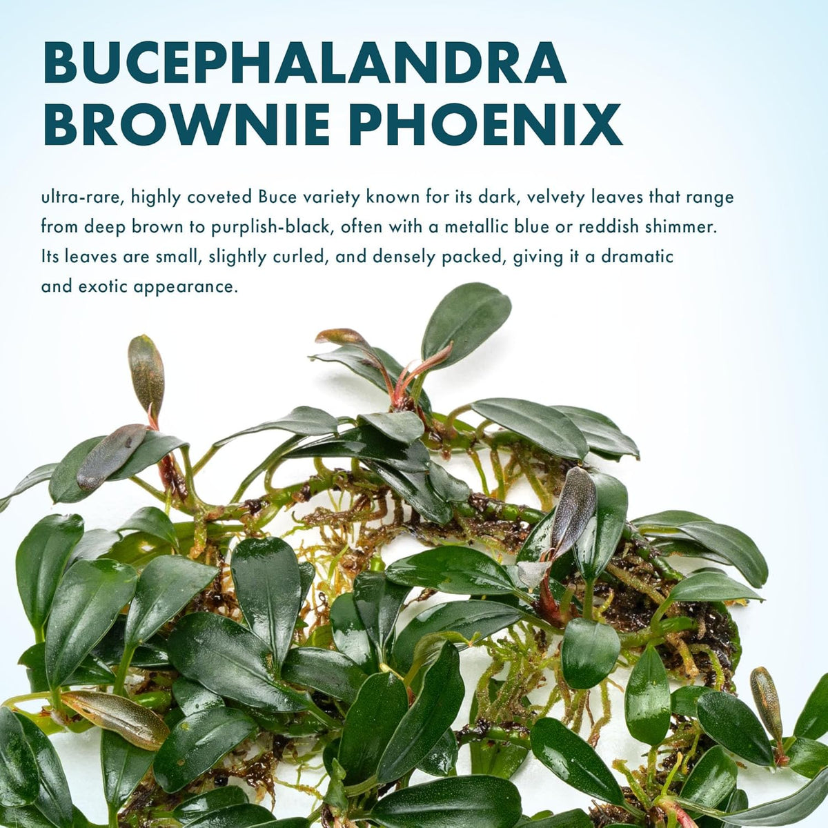 SubstrateSource Bucephalandra Brownie Phoenix Live Aquarium Plant - Natural Freshwater Fish Tank