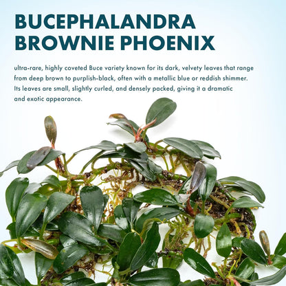 SubstrateSource Bucephalandra Brownie Phoenix Live Aquarium Plant - Natural Freshwater Fish Tank