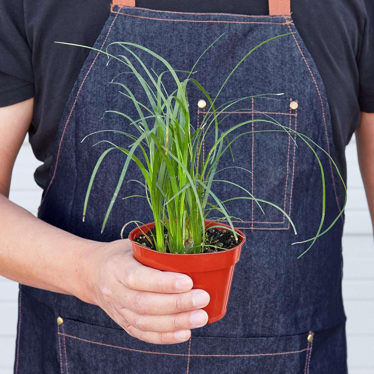 Palm Ponytail Live Plant for Indoor | Different Houseplants in 3'' Pot | Real House Plant for