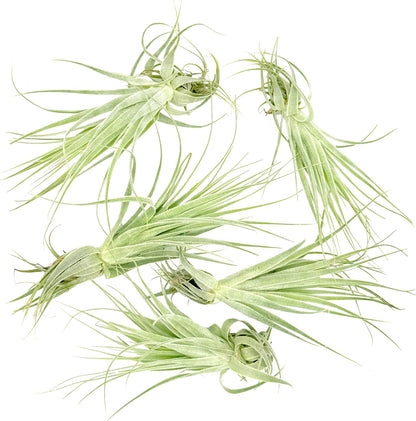Live Air Plant - Tillandsia Gardneri 5-7” - 5ct - ragnaroc Rare Collectors Indoor Tropical Plant
