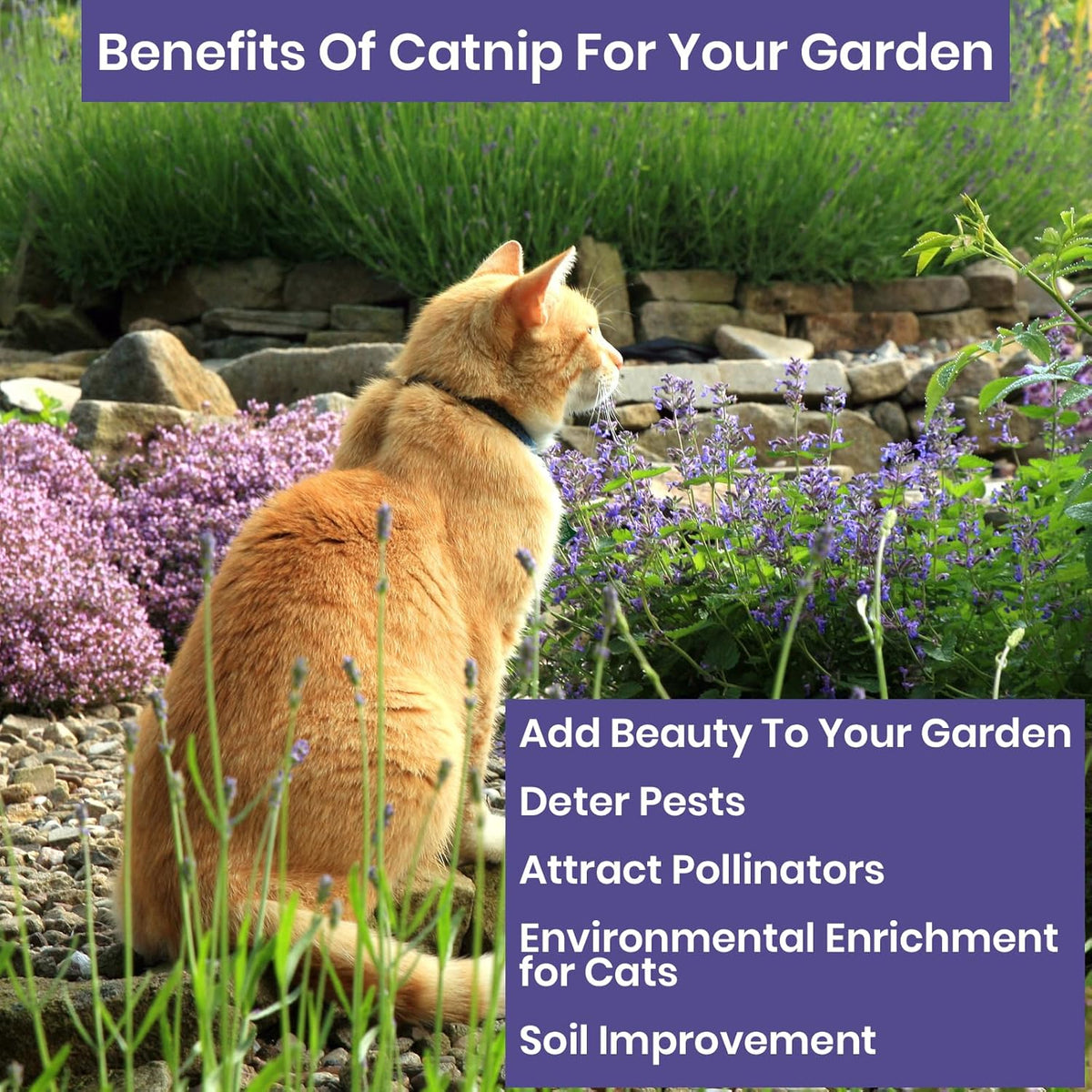 NatureZ Edge Catnip Seeds for Planting, 2.6 Grams, 4400+ Herb Seeds, Indoor or Outdoor Growing