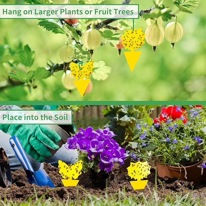 LULUCATCH Fruit Fly Sticky Trap 36 Pack, Safe Gnat Traps for Fruits, Plants, Super Sticky Fly Trap