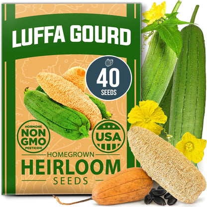 HOME GROWN 𝗨𝗦𝗔 𝗣𝗥𝗘𝗠𝗜𝗨𝗠 Luffa Seeds (Luffa aegyptiaca) 40 Heirloom 𝗡𝗢𝗡-𝗚𝗠𝗢 Loofah