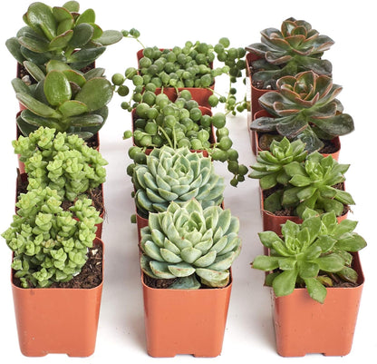 Shop Succulents | Verde Collection | Assortment of Hand Selected, Fully Rooted Live Indoor Green