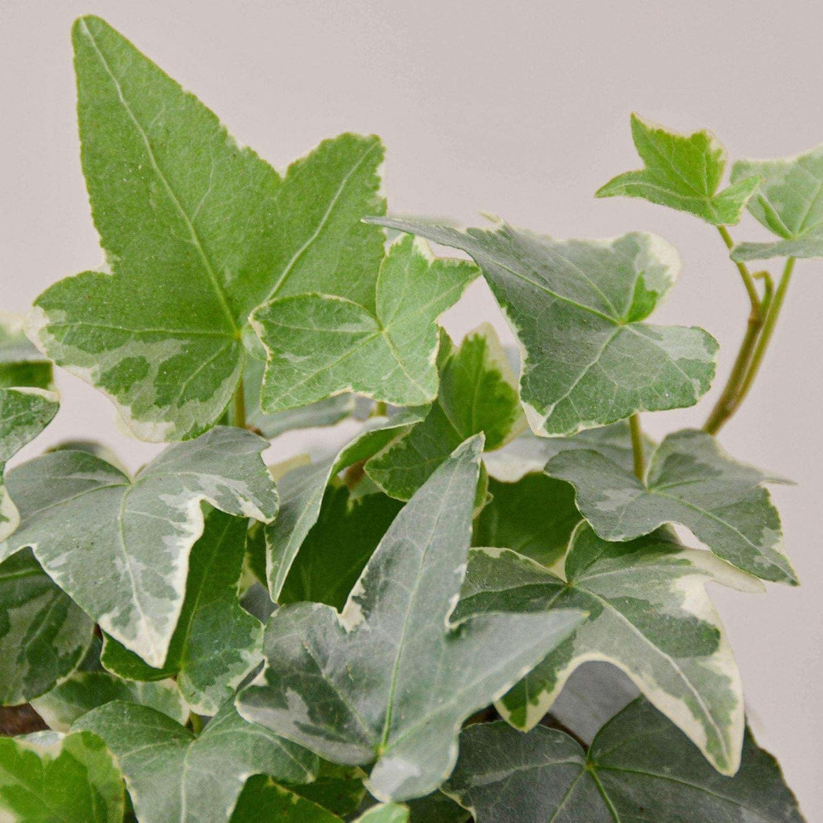 English Ivy Glacier Live Plant for Indoor | Different Houseplants in 3'' Pot | Real House Plant for