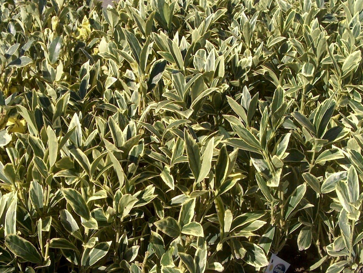 Ligustrum Japonicum Jack Frost Privet - 50 Live Plants - Variegated Evergreen Hedge