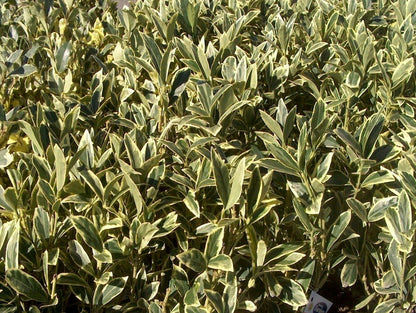 Ligustrum Japonicum Jack Frost Privet - 60 Live Plants - Variegated Evergreen Hedge