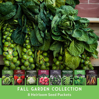 Fall & Winter Vegetable Seed Collection – 8 Packs of Non-GMO Heirloom Seeds for Planting Vegetables