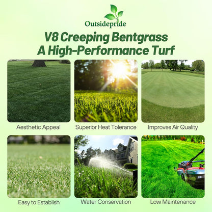 Outsidepride V8 Creeping Bentgrass Seed - 1 lb Fine-Bladed, Premium Quality Turf, Grass Seeds for