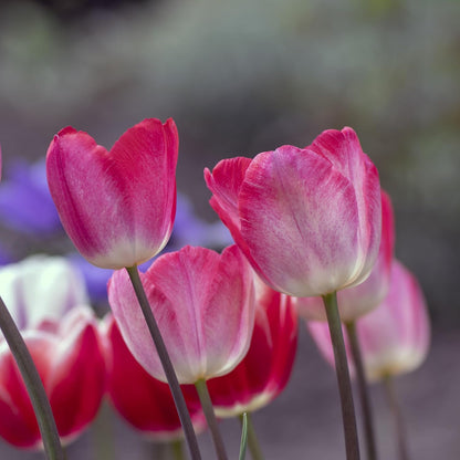 Showgirl Pink Tulip Bulbs – Gardener’s Favorite Spring Flowers | 10 Premium Perennial Bulbs for