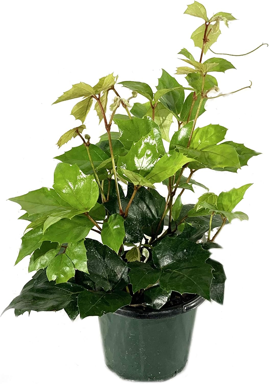 Grape Ivy - 5 Live Plants in 4 Inch Pots -Cissus Rhombifolia - Beautiful Easy Care Indoor
