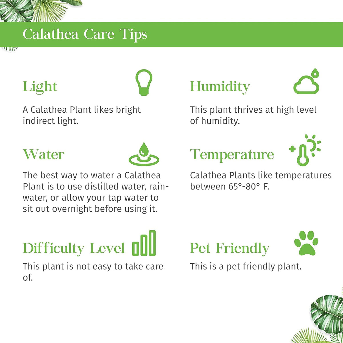 Calathea Lancifolia Rattlesnake Live Plant for Indoor | Different Houseplants in 4'' & 6'' Pot |