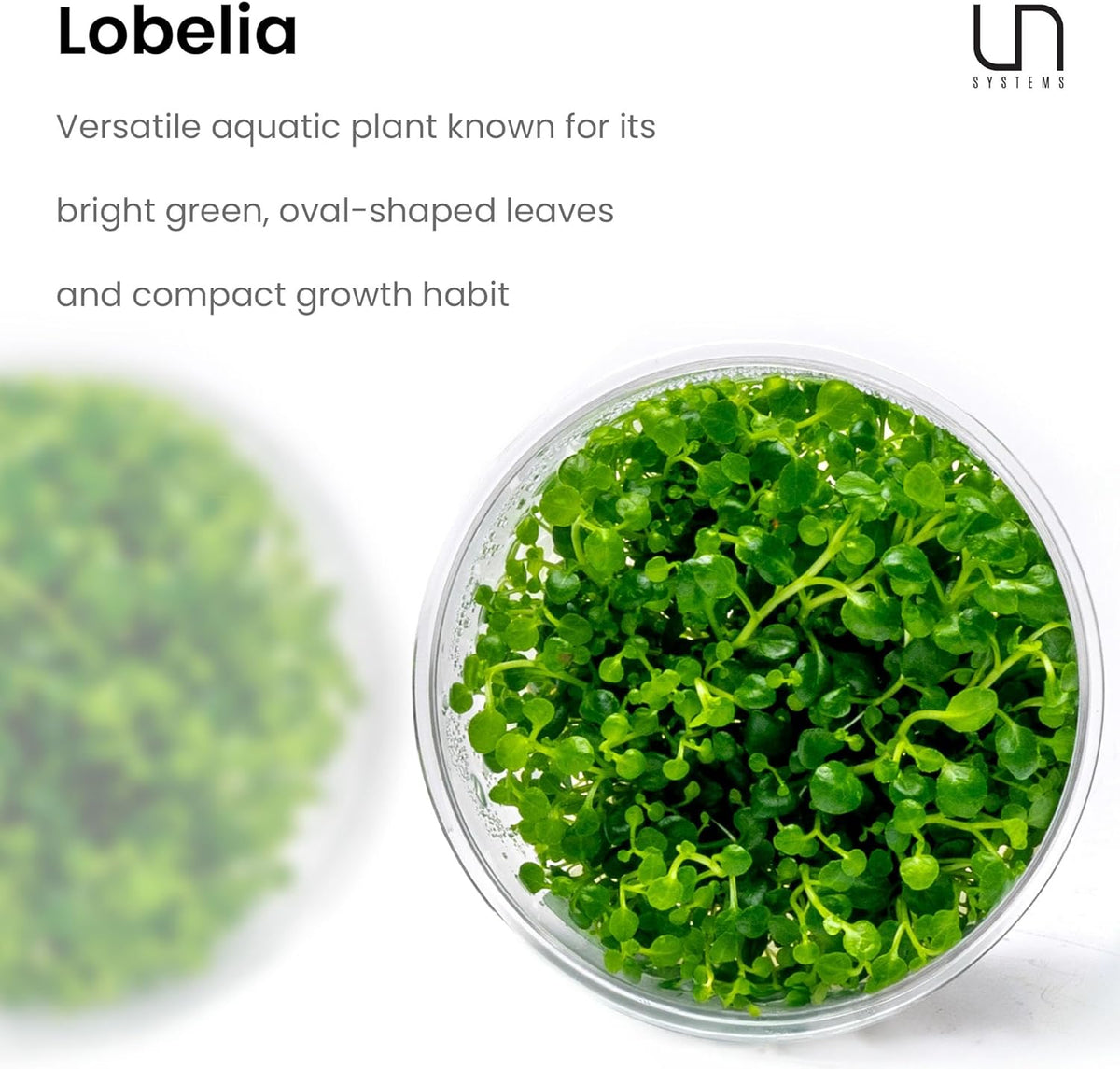 Ultum Nature Systems Lobelia Cardinalis ‘Cardinal’ Tissue Culture Live Plant for Aquarium