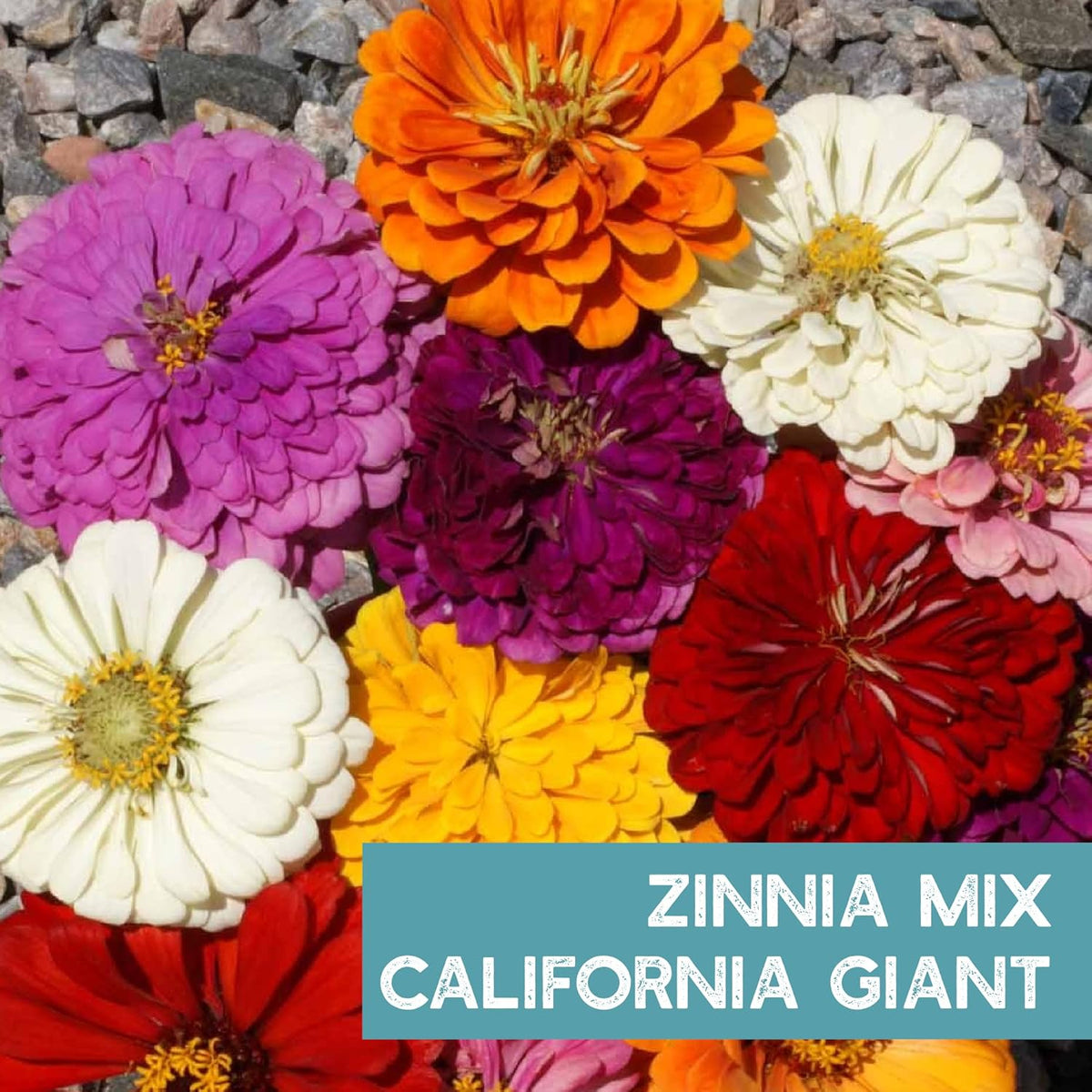 Zinnia Flower ~ 3000 Seeds California Giant Mix & Lilliput Semi-Dwarf Mix – Heirloom, Non-GMO