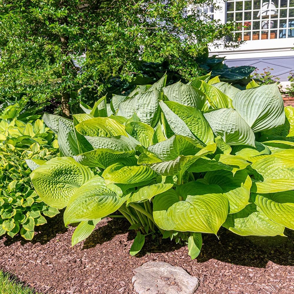 3 Big & Giant Hosta Perennial Mix, Blue-Green and Yellow-Green Masssive Large Leaves | Perfect for
