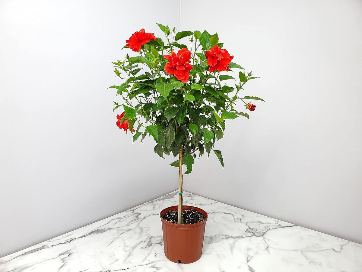 Live Hibiscus Plant - Tropical Flowering Tree - Red Double Flower - Overall Height 38" to 44"