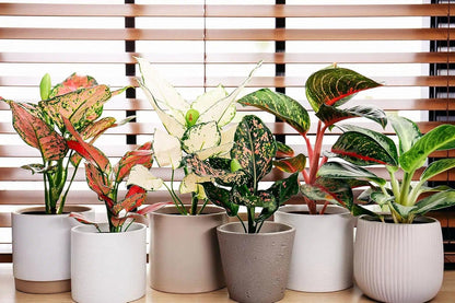 Elevate Your Space with Gardenera's Organic Potting Mix - Tailored for Thriving Aglaonema Plants