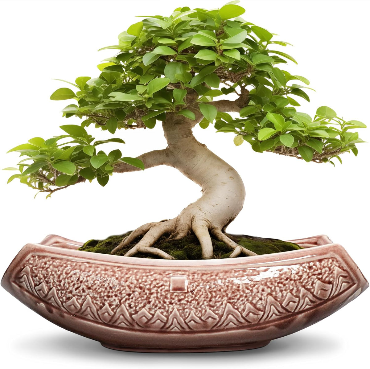Large Bonsai Pots - 18 Inch Ceramic Succulent Pots with Drainage Hole, Bonsai Planter for Indoor